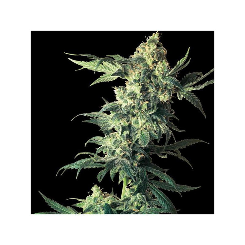 Northern Lights â  - 1